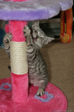 Silver Tabby Kitten Scratching Post IMG 4193