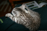 Silver Tabby Kitten Sleeping IMG 4163