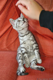 Silver Tabby Kitten Stretching Reaching IMG 4245
