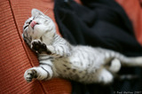 Silver Tabby Kitten Stretching Tongue Out A8V4687