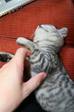 Silver Tabby Kitten Stroking Purring IMG 4208