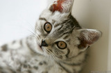 Silver Tabby Kitten Very Cute A8V4694