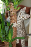 Silver Tabby Kitten Very Cute Climbing IMG 4171