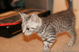 Silver Tabby Kitten Walking IMG 4108