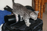 Silver Tabby Kitten Walking On Camera IMG 4159