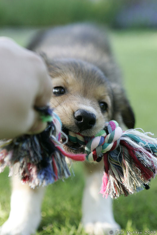 puppies playing tug of war