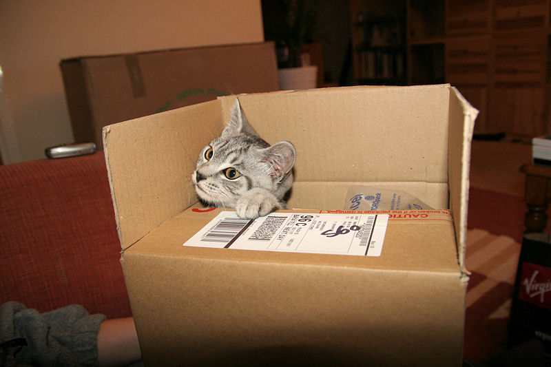 Silver Tabby Cat Curious In Box IMG 4454