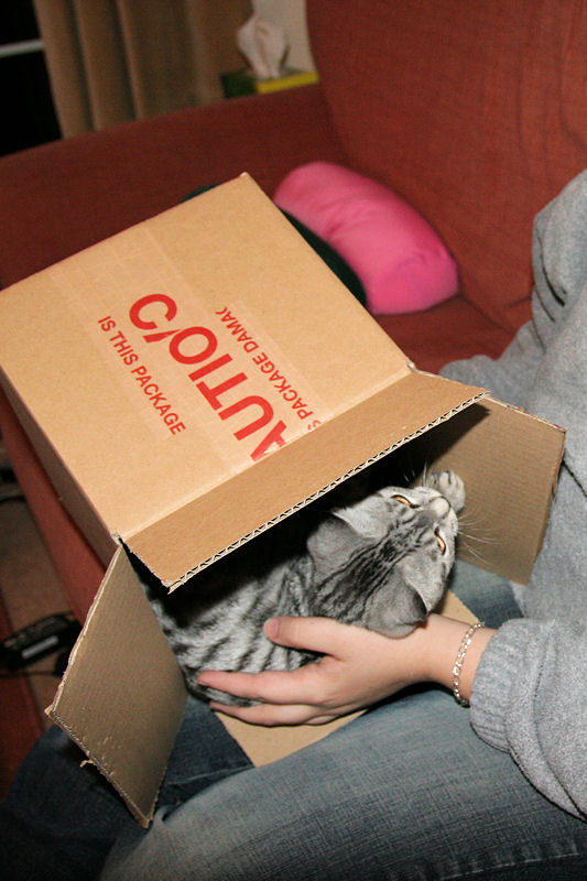 Silver Tabby Cat Delivered In Box Bobcat Ebay XKCD IMG 4474