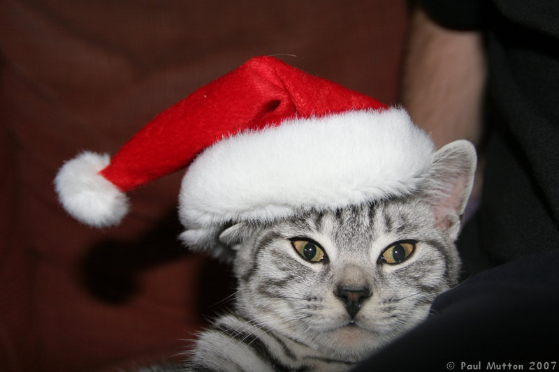 Silver Tabby Cat Santa Hat Father Christmas IMG 4717