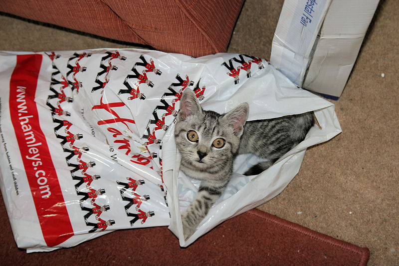 Silver Tabby Kitten Looking Guilty In Hamleys Bag IMG 4396