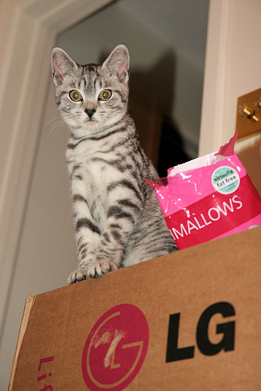 Silver Tabby Kitten On Top Of Cardboard Box IMG 4404