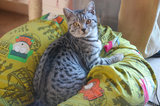 Silver Tabby Cat Beanbag IMG 4857