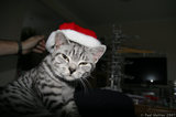 Silver Tabby Cat Drunk Santa Hat Annoyed IMG 4714