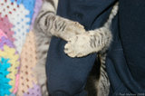 Silver Tabby Cat Hug Arm IMG 4848