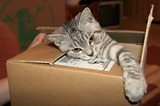 Silver Tabby Cat In A Box IMG 4451