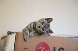 Silver Tabby Cat On Box Cute IMG 4445