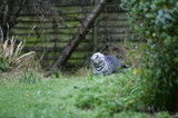 Silver Tabby Cat Outside Rain Wet Shaking Spray A8V4907