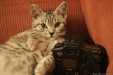 Silver Tabby Cat Relaxed With Camera A8V4897