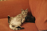 Silver Tabby Cat With Canon 20D Camera A8V4896