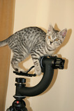 Silver Tabby Kitten On Camera Tripod IMG 4392