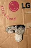 Silver Tabby Kitten Playing In A Cardboard Box IMG 4376