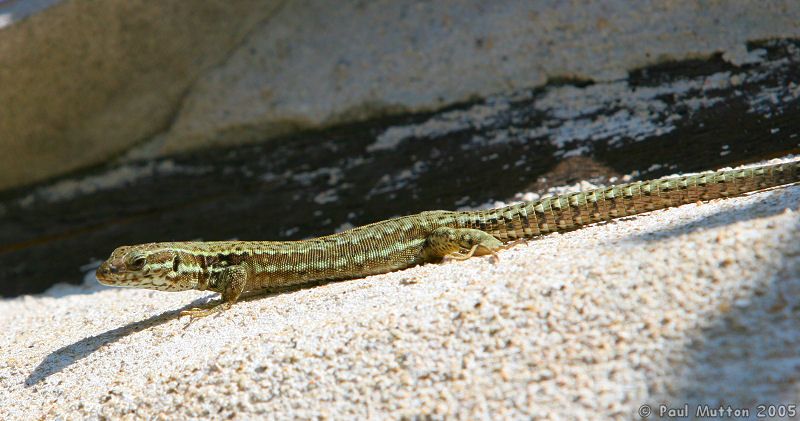 French Lizard IMG 7466