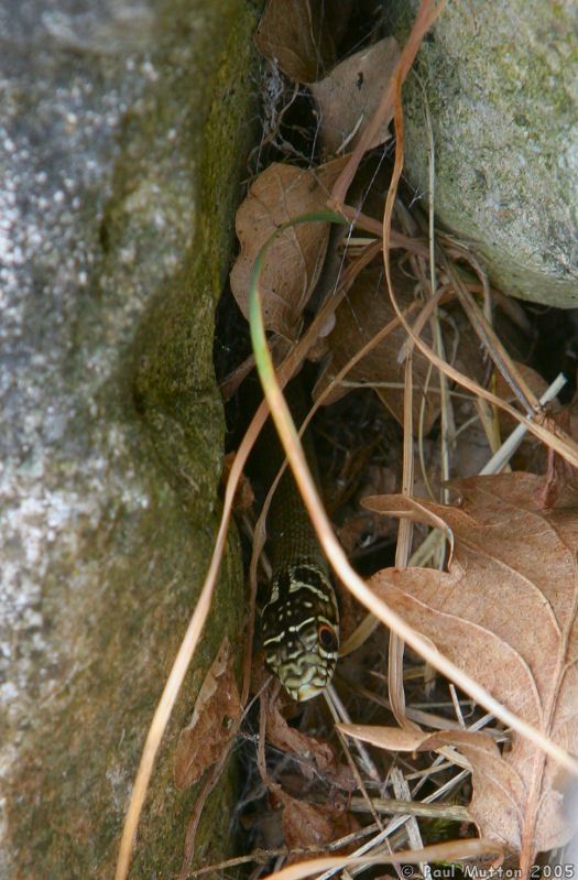 Grass Snake in France IMG 7476