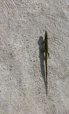 French Lizard Climbing Wall IMG 7464