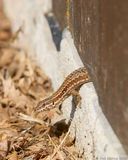 French Lizard Peeking Under Doorway IMG 7455