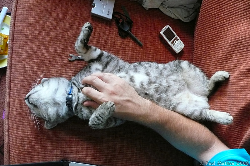 Cat Bellies