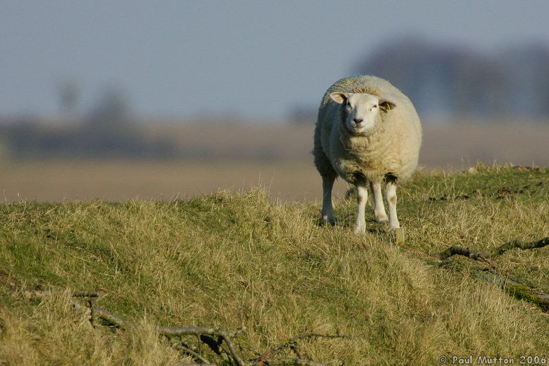 Sheep on Horizon T2E8178