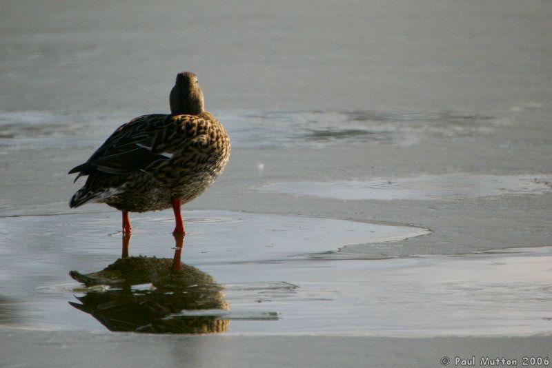 Duck Standing On Frozen Water T2E8092