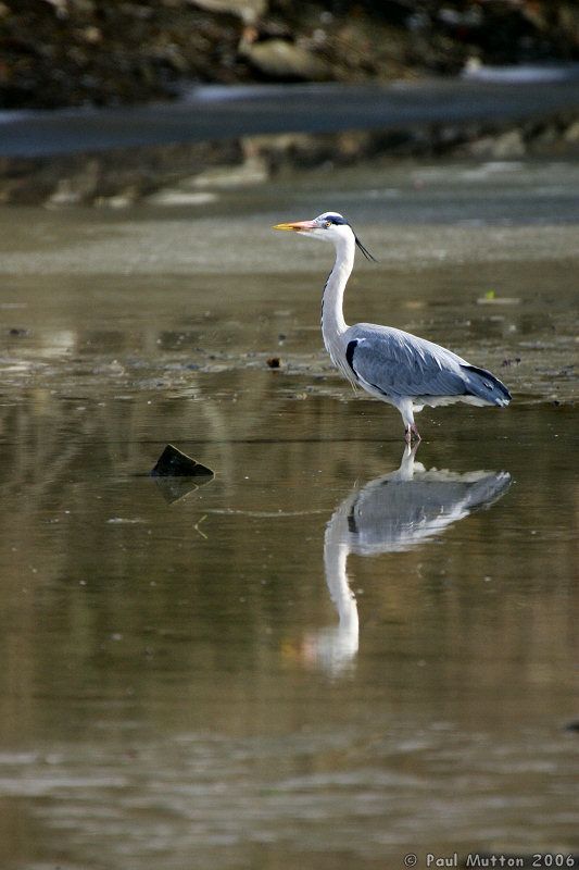 Heron At Caen Hill Flight T2E8095