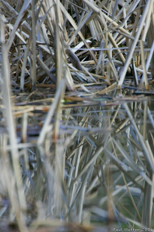 Reflection of Bullrushes in Water T2E8118