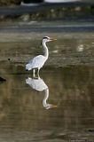 Heron At Caen Hill Flight T2E8097