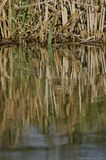 Reflection of plants in water T2E8129