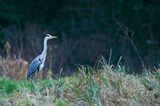 Heron At Caen Hill Locks GT2E7643