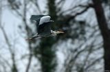 Heron In Flight GT2E7658