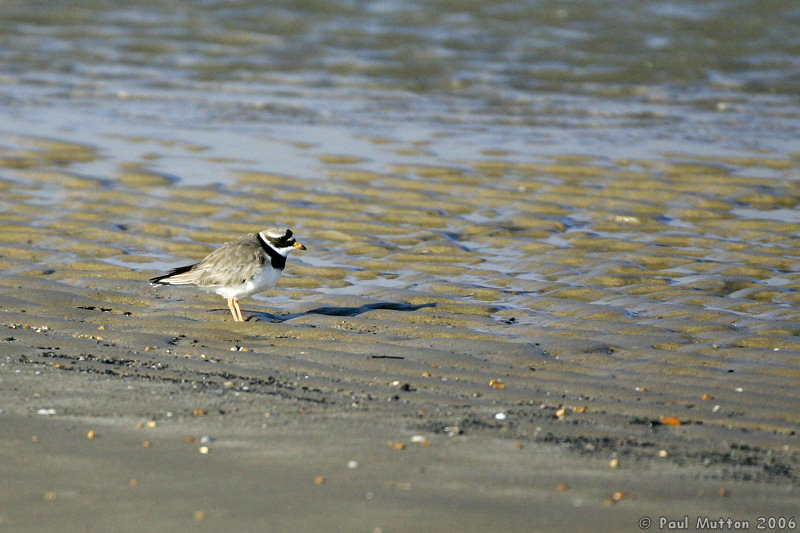 Dungeness Bird T2E8468