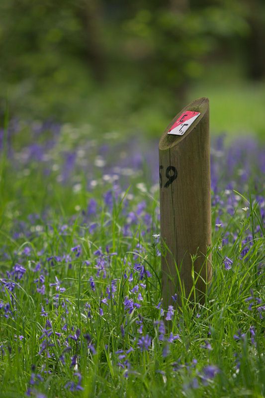 Bluebells around footpath marker