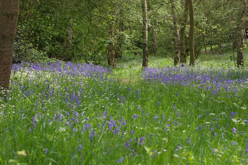 Bluebells at University of Kent