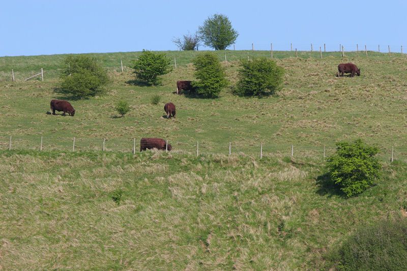 Cows on hill