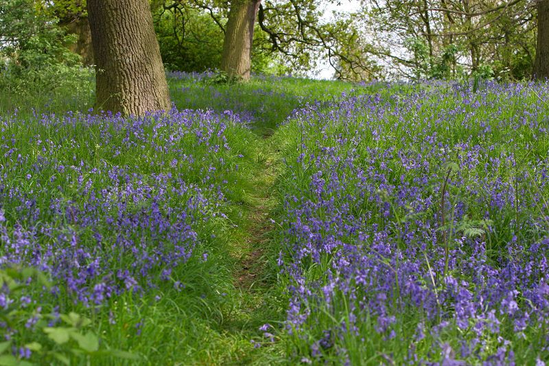 Footpath through bluebells