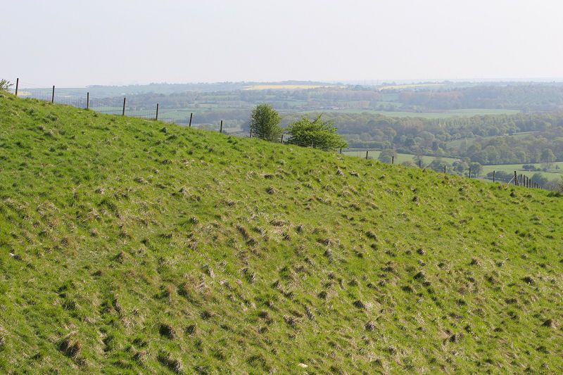 Grass and fence