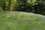 Bluebells