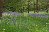 Bluebells at University of Kent