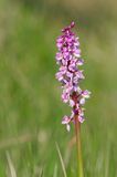 First orchid of the year
