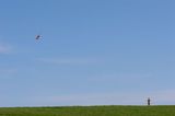 Flying a kite