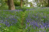 Footpath through bluebells
