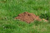 Mole hill